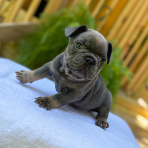 French Bulldog Puppy Jinx