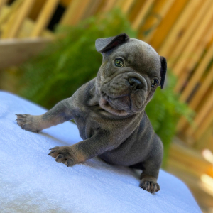 French Bulldog Puppy Jinx