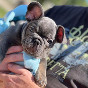 French Bulldog Puppy Jinx