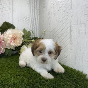 Havapoo Puppy Abigail