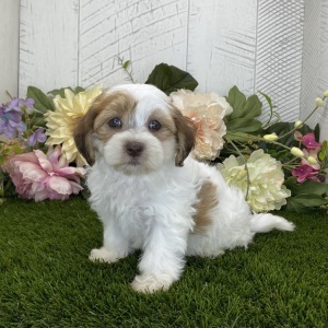 Havapoo Puppy Abigail