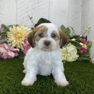 Havapoo Puppy Abigail