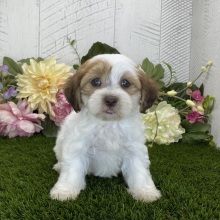Havapoo Puppy Abigail