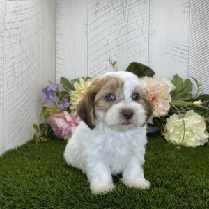 Havapoo Puppy Abigail
