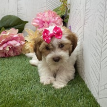 Havapoo Puppy Abigail