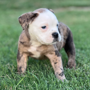 Olde English Bulldogge Puppy Ernie