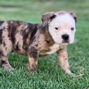 Olde English Bulldogge Puppy Ernie