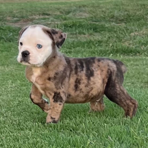 Olde English Bulldogge Puppy Ernie