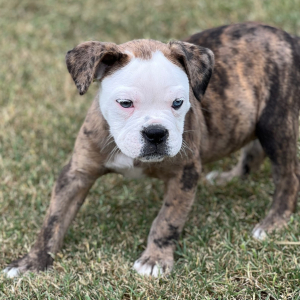 Olde English Bulldogge Puppy Ernie