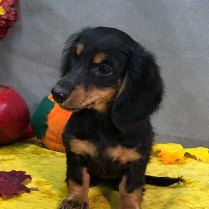 Dachshund Puppy Jingles