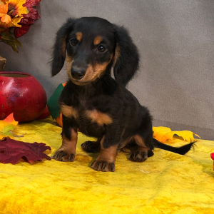 Dachshund Puppy Jingles