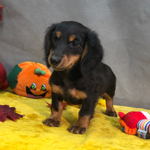 Dachshund Puppy Jingles