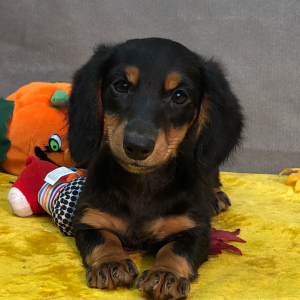 Dachshund Puppy Jingles