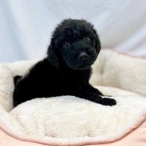 Labradoodle Puppy Enox