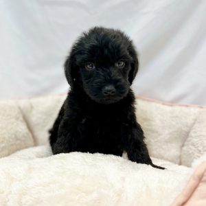 Labradoodle Puppy Enox