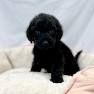 Labradoodle Puppy Enox