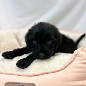 Labradoodle Puppy Enox