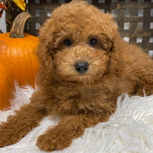 Poodle Puppy Cole
