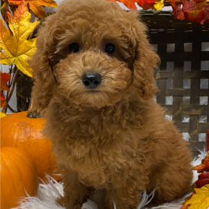 Poodle Puppy Cole