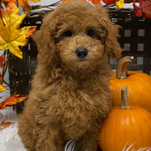 Poodle Puppy Cole