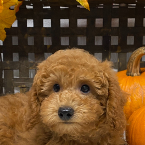 Poodle Puppy Cole