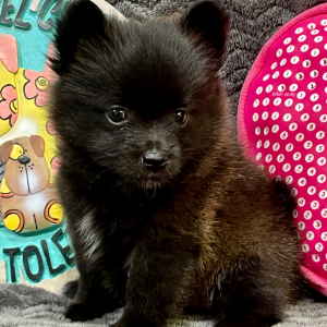 Pomeranian Puppy Lana