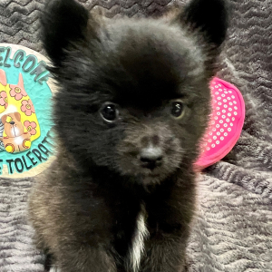 Pomeranian Puppy Lana