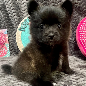 Pomeranian Puppy Lana