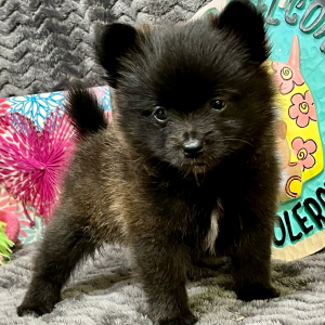 Pomeranian Puppy Lana
