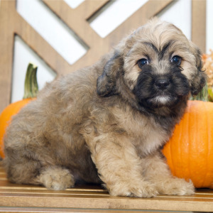 Cavapoo Puppy Aubrey