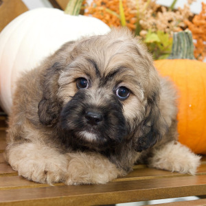 Cavapoo Puppy Aubrey