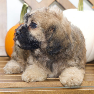 Cavapoo Puppy Aubrey