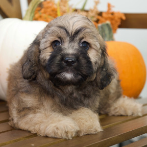Cavapoo Puppy Aubrey