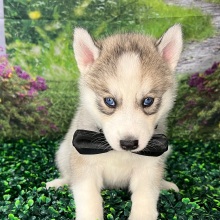 Siberian Husky Puppy Attley