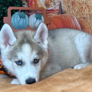 Siberian Husky Puppy Attley