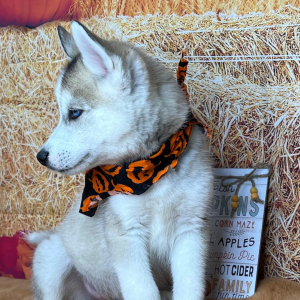 Siberian Husky Puppy Attley