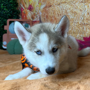 Siberian Husky Puppy Attley