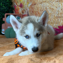 Siberian Husky Puppy Attley