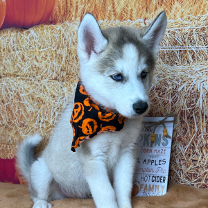Siberian Husky Puppy Attley