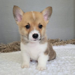 Pembroke Welsh Corgi Puppy Marshall