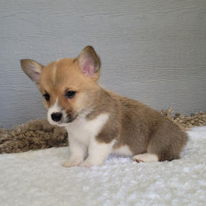 Pembroke Welsh Corgi Puppy Marshall