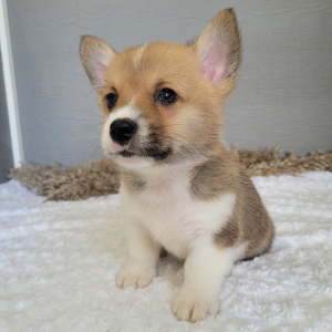 Pembroke Welsh Corgi Puppy Marshall