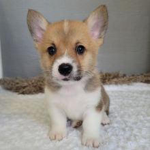 Pembroke Welsh Corgi Puppy Marshall