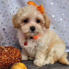 Maltipoo Puppy Elly