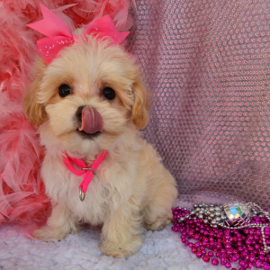 Maltipoo Puppy Elly