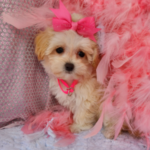 Maltipoo Puppy Elly