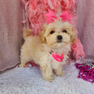 Maltipoo Puppy Elly