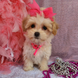 Maltipoo Puppy Elly