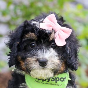 Bernedoodle Puppy Mindy