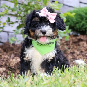 Bernedoodle Puppy Mindy